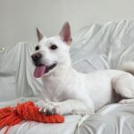 강아지파양 전국에서 안산동물보육원을 찾아오는 이유