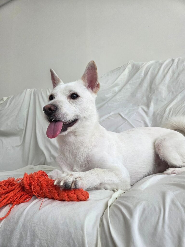 강아지파양 전국에서 안산동물보육원을 찾아오는 이유