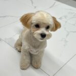 강아지파양 절차 및 안락사 없는 보호소 선택 가이드