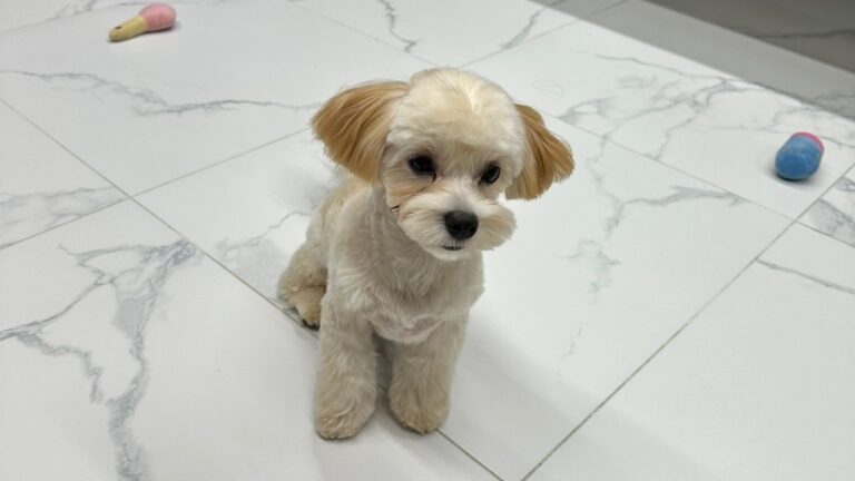 강아지파양 절차 및 안락사 없는 보호소 선택 가이드