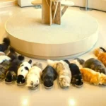 고양이파양 안산동물보육원의 자유로운 환경