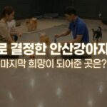 안산강아지파양 후 안산동물보육원에서 안락하게 보호받는 강아지들의 모습과 깨끗한 내부 시설