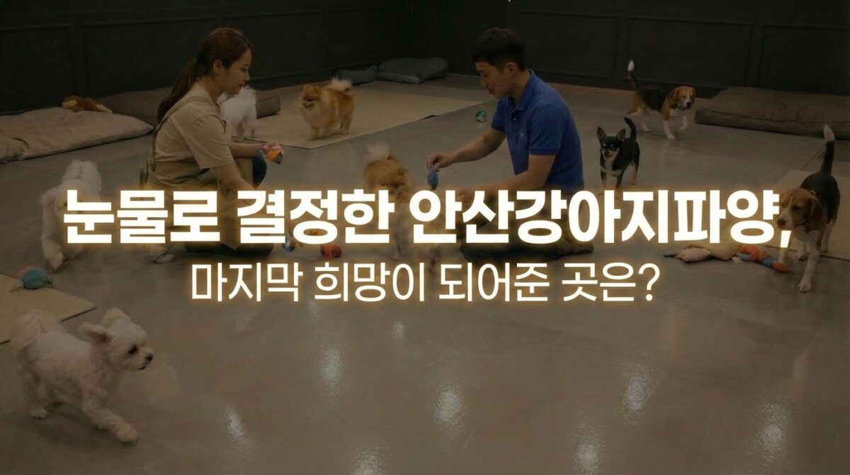 안산강아지파양 후 안산동물보육원에서 안락하게 보호받는 강아지들의 모습과 깨끗한 내부 시설