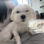 화성강아지파양