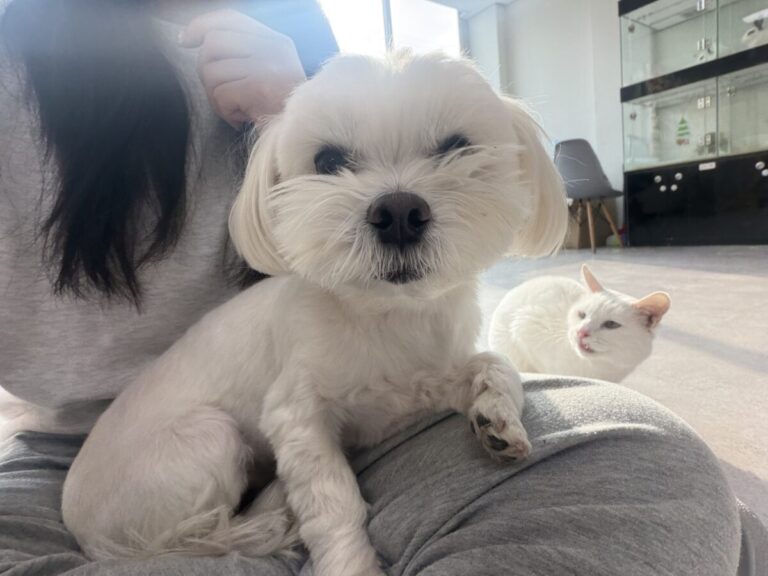 화성강아지파양