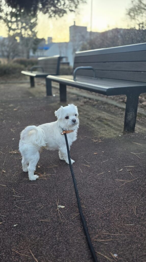 화성강아지파양